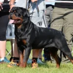 Dzomba von Haus Drazic