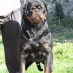 Dzomba von Haus Drazic