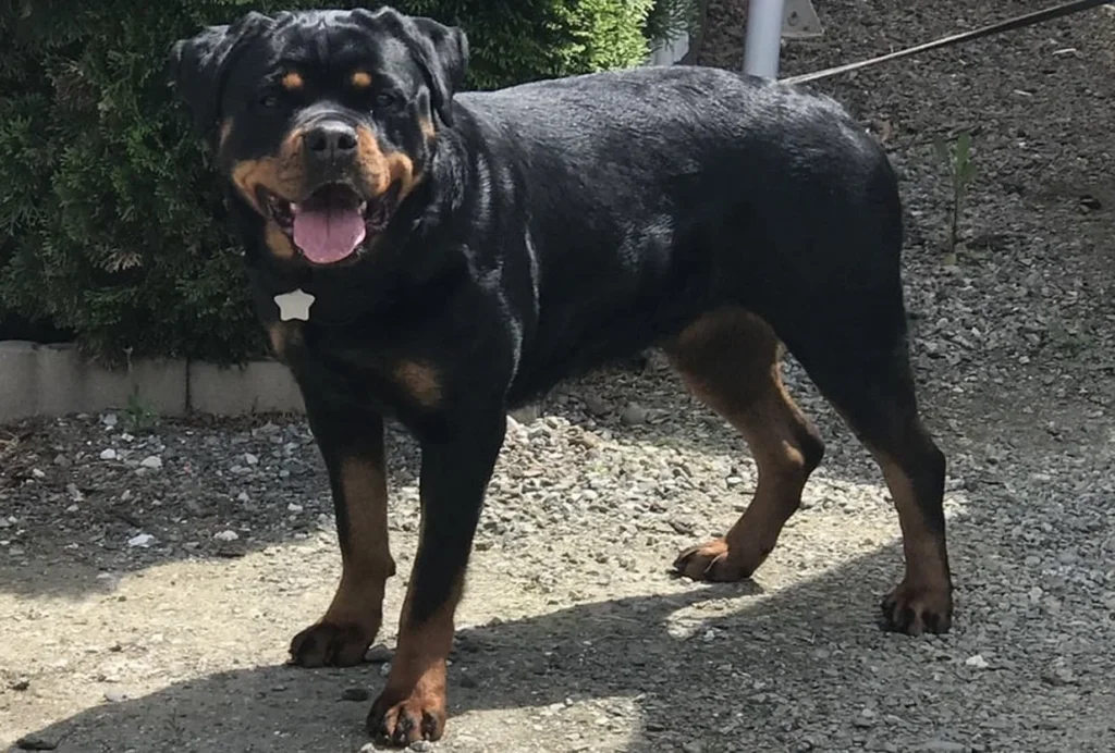 Greta Von Kinghaus