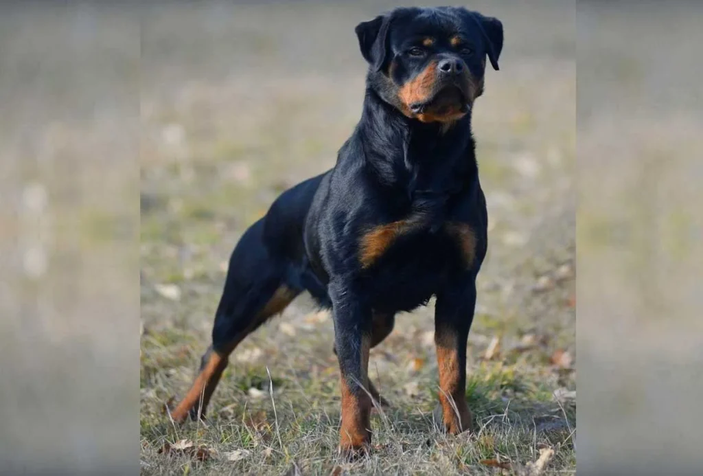 Kimba Von Der Meister Weg