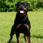 Kimba Von Der Meister Weg