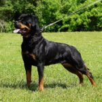 Kimba Von Der Meister Weg