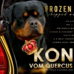 Kong vom Quercus Wald