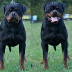 Max Dominant Storm