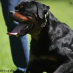 Panther Von Der Alten Festung