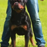 Panther Von Der Alten Festung