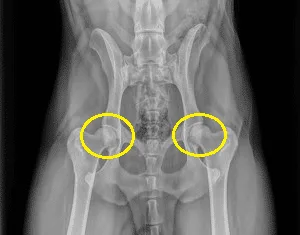 hip dysplasia