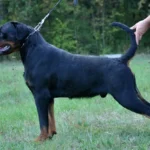 Max Dominant Storm