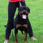 Panther Von Der Alten Festung