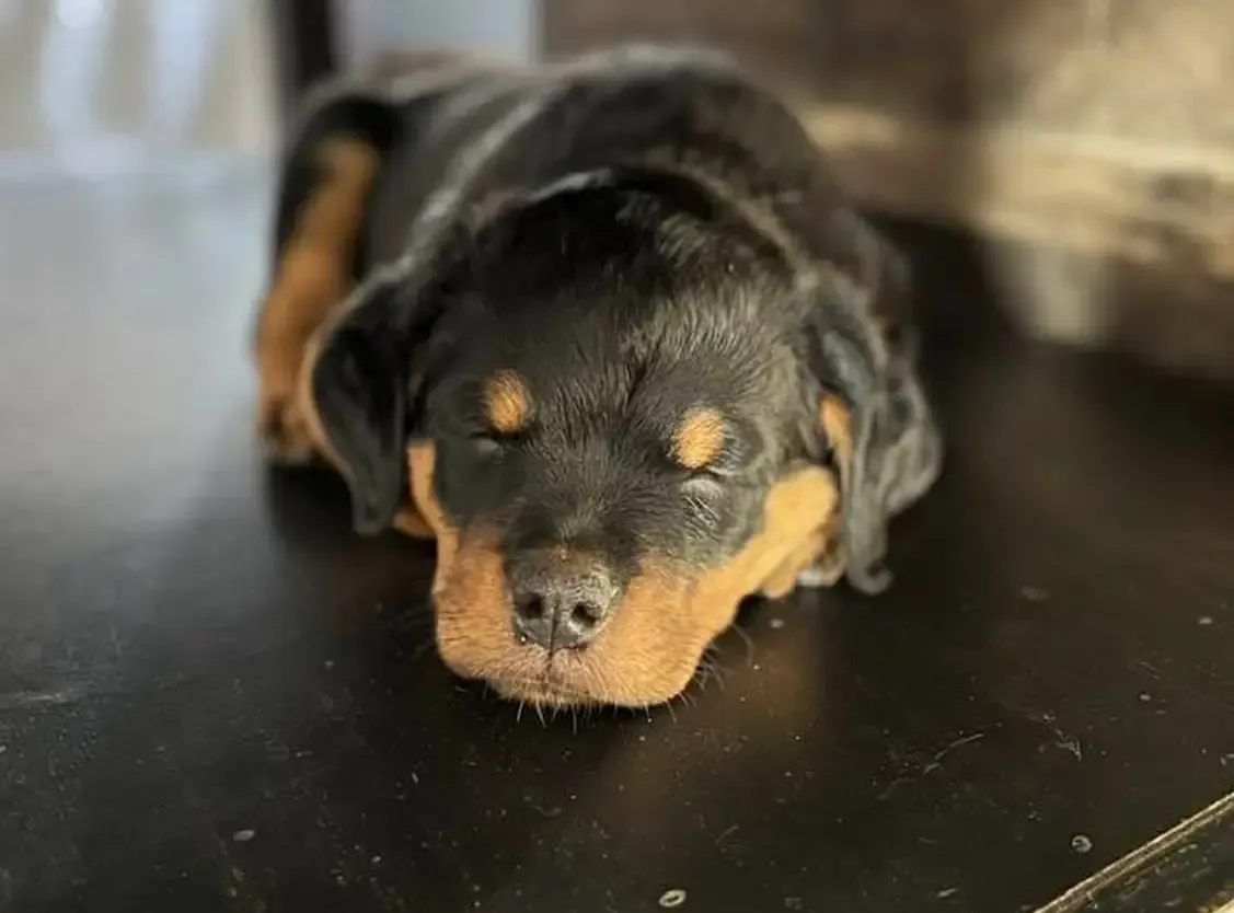 Bueler Vom Kinghaus stud - Rottweiler Stud Dog