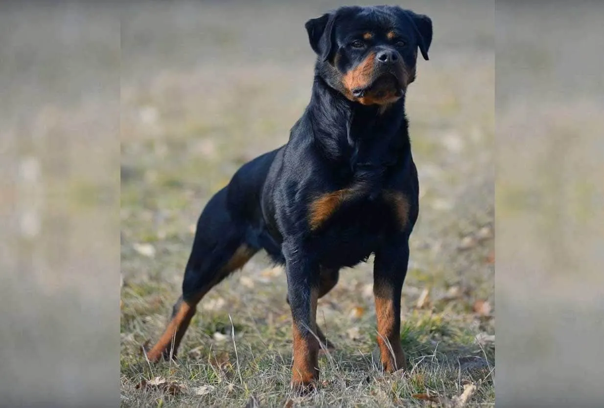 Kimba Rottweiler - German Rottweiler Breed Standard