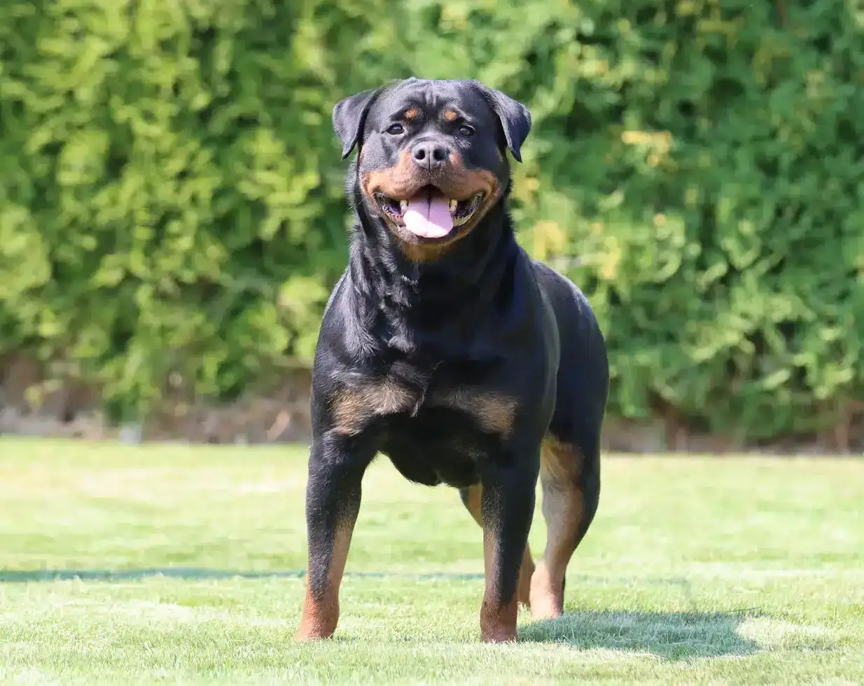 Nefertiti Vom Kinghaus - Rottweiler Grooming and Conditioning