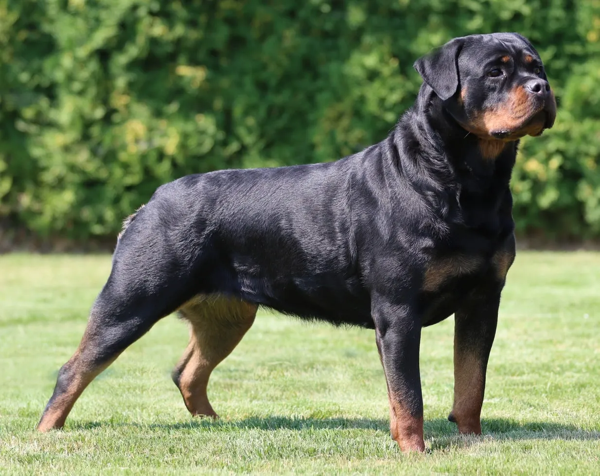 Nefertiti Vom Kinghaus 09 - Healthy Rottweiler Care
