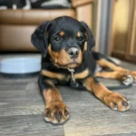 Bueller Vom Kinghaus