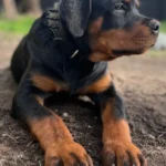 Bueller Vom Kinghaus
