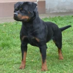 Whitney Vom Deniel Topp