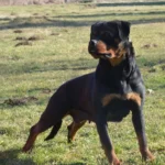 Cala Flash Rouse